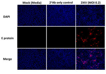 Anti-Flavivirus group antigen [D1-4G2-4-15 (4G2)]