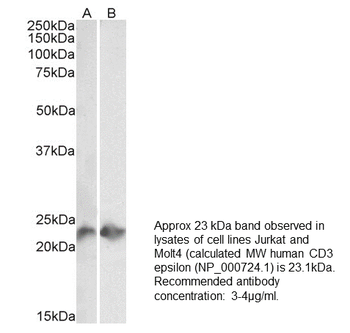 Anti-CD3 epsilon [UCHT1]