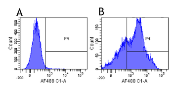 Anti-CD38 [HB7]