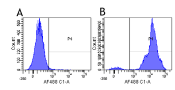 Anti-CD11a [hu1124 (Efalizumab)]
