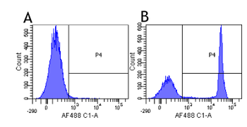 Anti-CD4 [CE9.1 (Clenoliximab)]