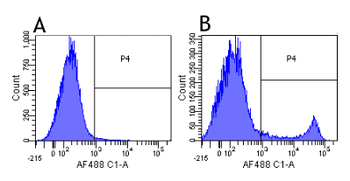 Anti-CD8 alpha [YTS 105.18]