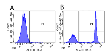 Anti-CD4 [YNB46.1.8 (Campath-9H)]