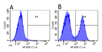 Anti-Complement Receptor 1 & 2 [7G6]