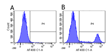 Anti-CD20 [10F381 (rituximab)]