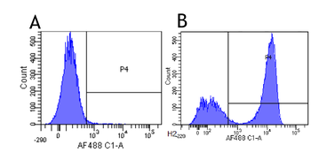 Anti-CD3 epsilon [YTH 12.5]