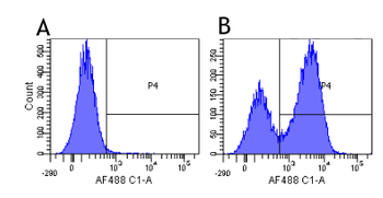 Anti-CD3 epsilon [12F6]