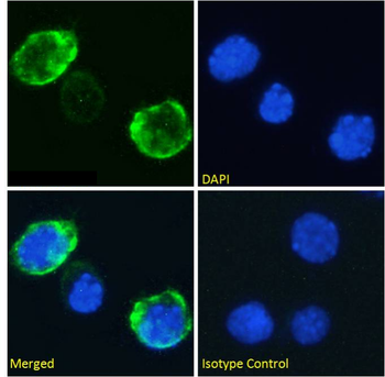 Anti-CD7 [3A1E]