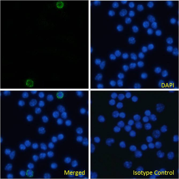 Anti-CD105 [MJ7/18]