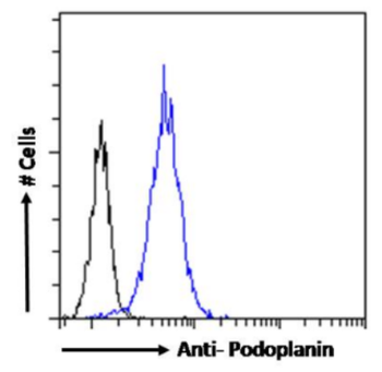 Anti-Podoplanin (MAP tag) [PMab-1]