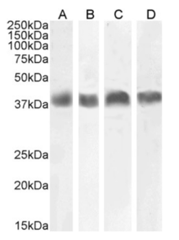 Anti-Podoplanin (MAP tag) [PMab-1]