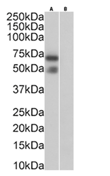 Anti-Podoplanin (MAP tag) [PMab-1]