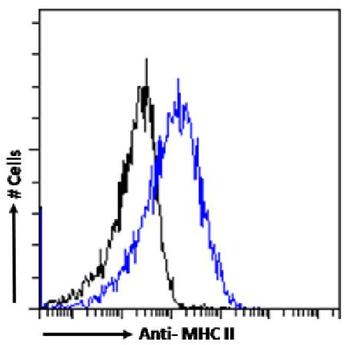 Anti-MHC II [P7/7]