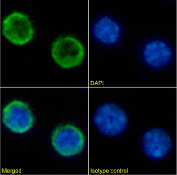 Anti-CD45R [RA3-6B2]