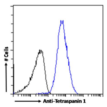 Anti-Tetraspanin 1 [4/12]