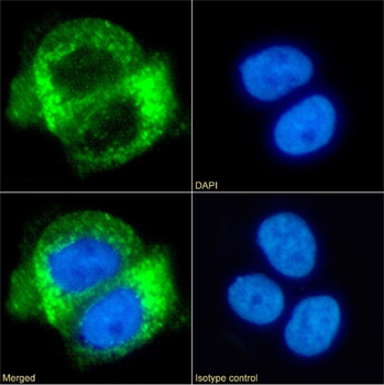 Anti-CD63 [NK-1-C3]