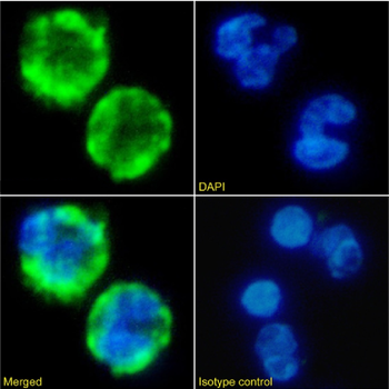 Anti-CD106 [B-K9 (C106-K9)]