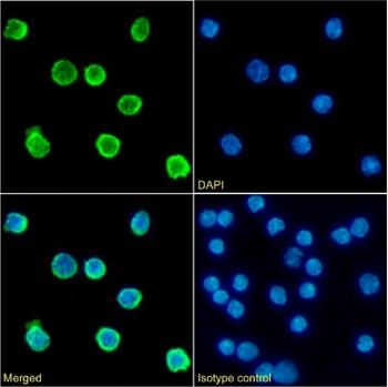 Anti-CD79b [HM79-16]