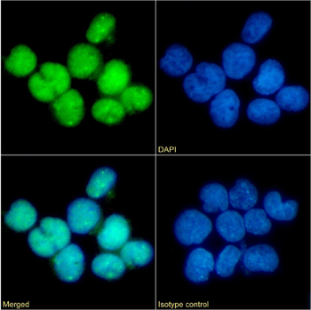 Anti-CCR5 (phosphoserine 349) [E11/19]