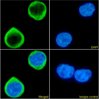 Anti-CCR5 (PKC site) [RC-10]