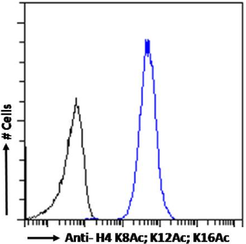 Anti-H4 K8Ac; K12Ac; K16Ac [KM-2]