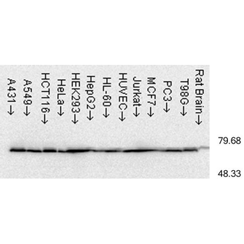 HSP70 Antibody (PerCP)