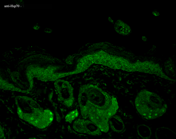HSP70/HSC70 Antibody (APC)