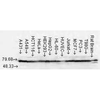 HSP70/HSC70 Antibody (RPE)