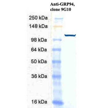GRP94 Antibody (RPE)