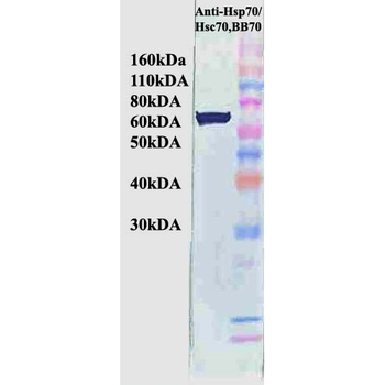 HSP70/HSC70 Antibody (APC)