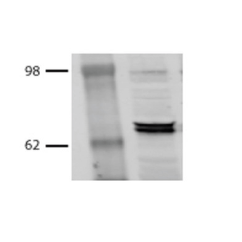 HSP70/HSC70 Antibody (Biotin)