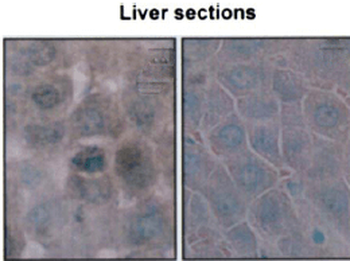 HSP70/HSC70 Antibody (HRP)