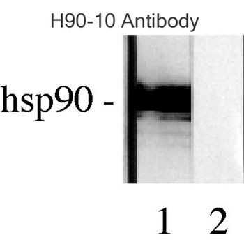 HSP90 Antibody (APC)