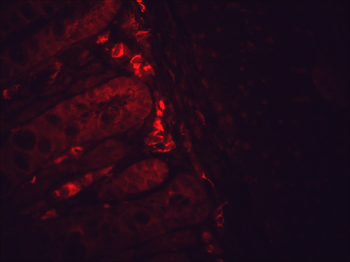 HSP90 Antibody (Biotin)