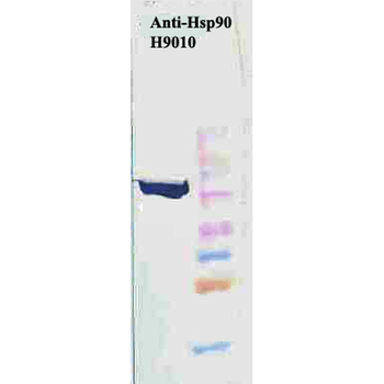 HSP90 Antibody (FITC)
