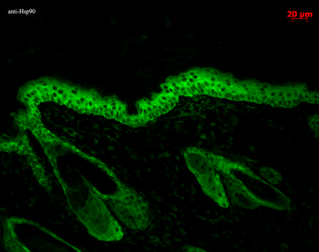HSP90 Antibody (RPE)