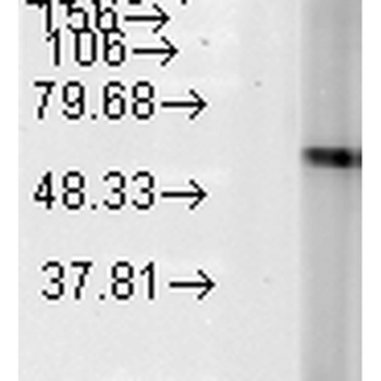 HSP60 Antibody (FITC)