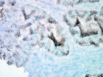 HSP60 Antibody (PerCP)