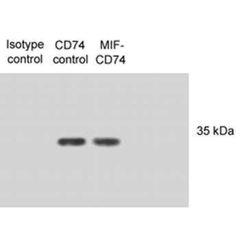 CD74 Antibody (PerCP)