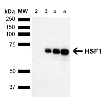HSF1 Antibody (APC)