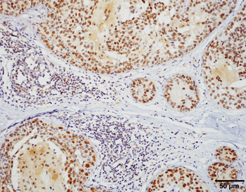 HSF1 Antibody (PerCP)