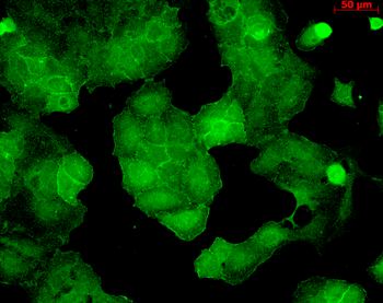 PSD95 Antibody (HRP)