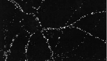 PSD95 Antibody (RPE)