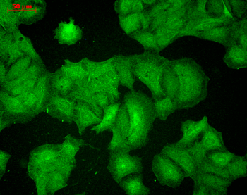 PSD95 Antibody (Biotin)