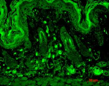 PSD95 Antibody (RPE)