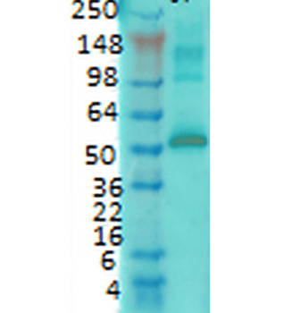 CaMKII Antibody (RPE)