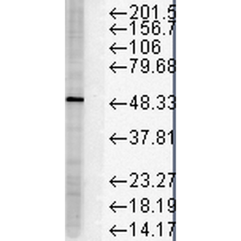 FKBP51 Antibody (FITC)