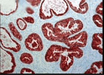 FKBP52 Antibody (FITC)