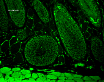 FKBP52 Antibody (PerCP)
