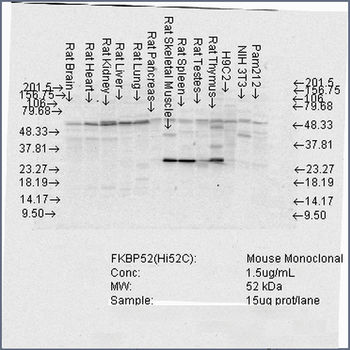 FKBP52 Antibody (RPE)